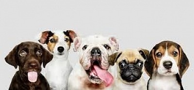 pets